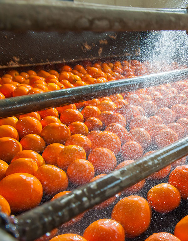 cesta naranjas